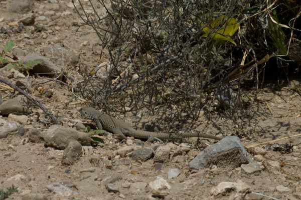 Eastern Marbled Whiptail (Aspidoscelis marmorata reticuloriens)