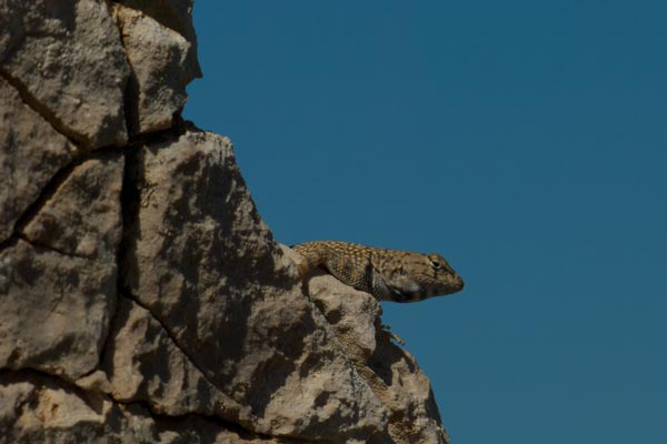 Big Bend Canyon Lizard (Sceloporus merriami annulatus)