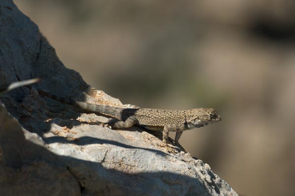 Big Bend Canyon Lizard (Sceloporus merriami annulatus)