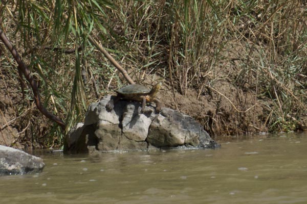 Big Bend Slider (Trachemys gaigeae gaigeae)