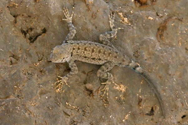 Big Bend Canyon Lizard (Sceloporus merriami annulatus)