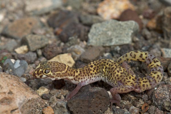 Texas Banded Gecko (Coleonyx brevis)