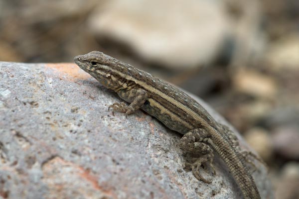 Eastern Side-blotched Lizard (Uta stansburiana stejnegeri)