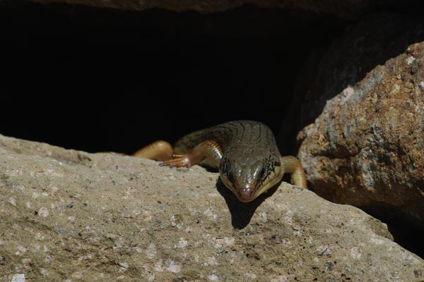 Great Plains Skink (Plestiodon obsoletus)