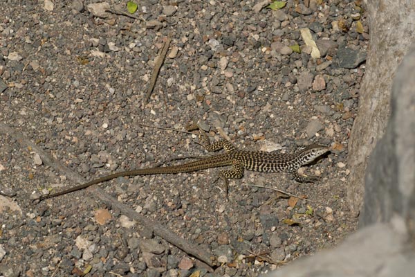 Common Checkered Whiptail (Aspidoscelis tesselata)