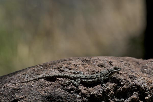 Big Bend Tree Lizard (Urosaurus ornatus schmidti)