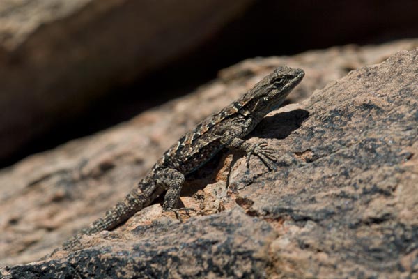 Big Bend Tree Lizard (Urosaurus ornatus schmidti)