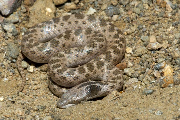 Texas Nightsnake (Hypsiglena jani texana)