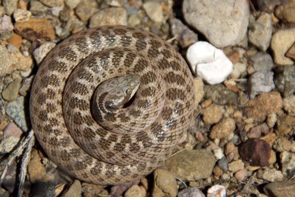 Texas Nightsnake (Hypsiglena jani texana)