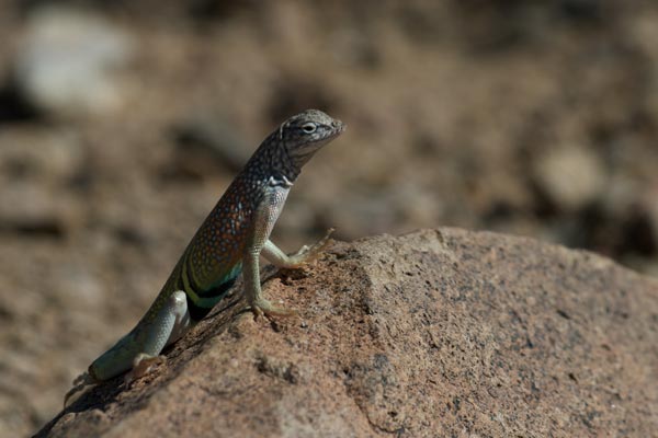 Chihuahuan Greater Earless Lizard (Cophosaurus texanus scitulus)