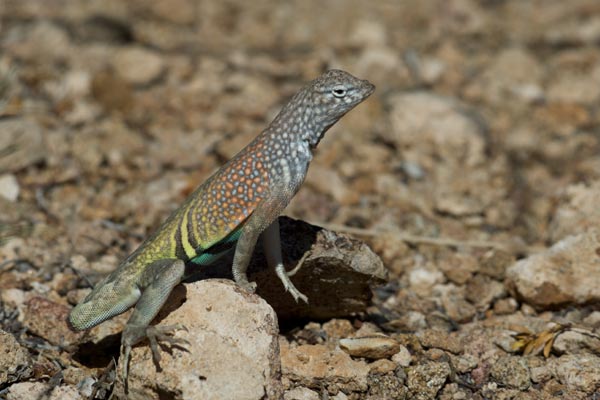 Chihuahuan Greater Earless Lizard (Cophosaurus texanus scitulus)