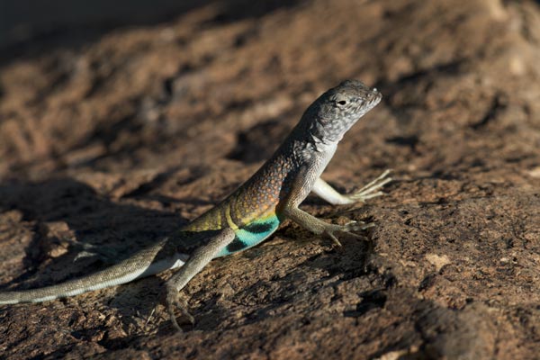 Chihuahuan Greater Earless Lizard (Cophosaurus texanus scitulus)