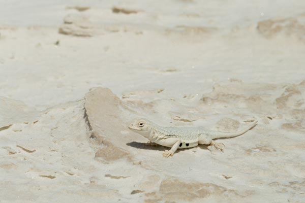 Common Lesser Earless Lizard (Holbrookia maculata)