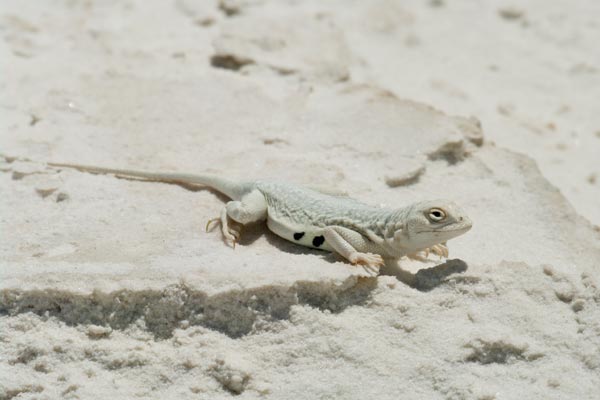 Common Lesser Earless Lizard (Holbrookia maculata)