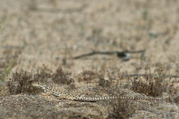 Long-nosed Leopard Lizard (Gambelia wislizenii)