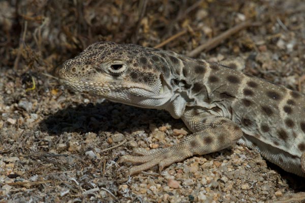 Long-nosed Leopard Lizard (Gambelia wislizenii)