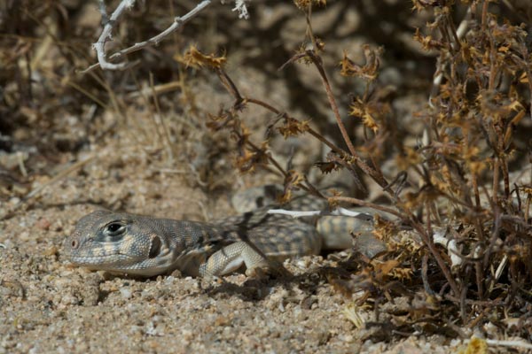 Northern Desert Iguana (Dipsosaurus dorsalis dorsalis)