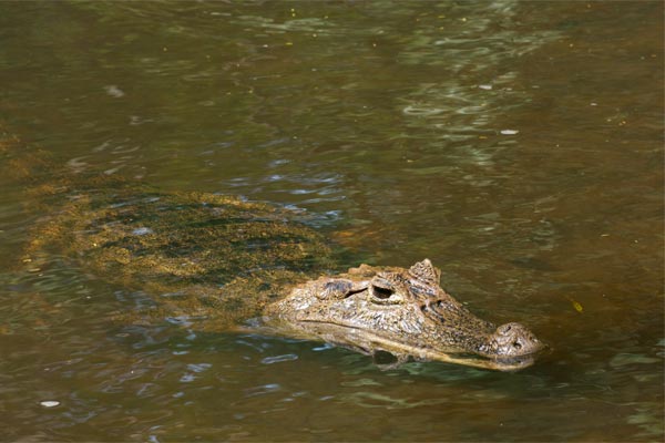 Common Caiman (Caiman crocodilus)