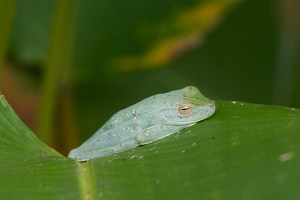 Red-webbed Treefrog (Boana rufitela)