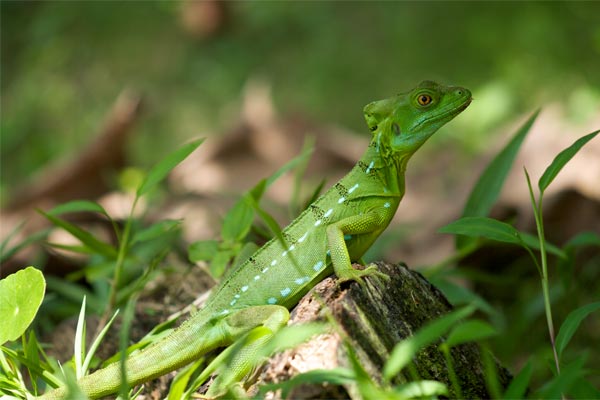 Emerald Basilisk (Basiliscus plumifrons)