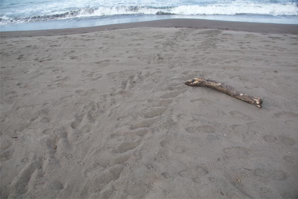 Green Sea Turtle (Chelonia mydas)