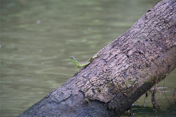 Emerald Basilisk (Basiliscus plumifrons)