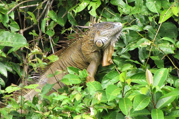 Green Iguana (Iguana iguana)