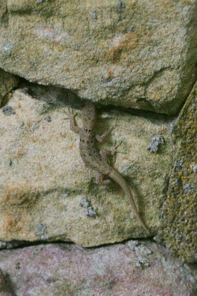 Yellow-headed Gecko (Gonatodes albogularis)