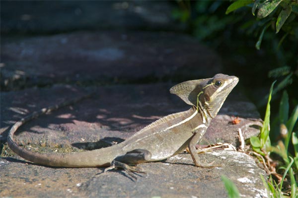 Brown Basilisk (Basiliscus vittatus)