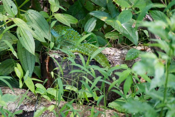 Emerald Basilisk (Basiliscus plumifrons)