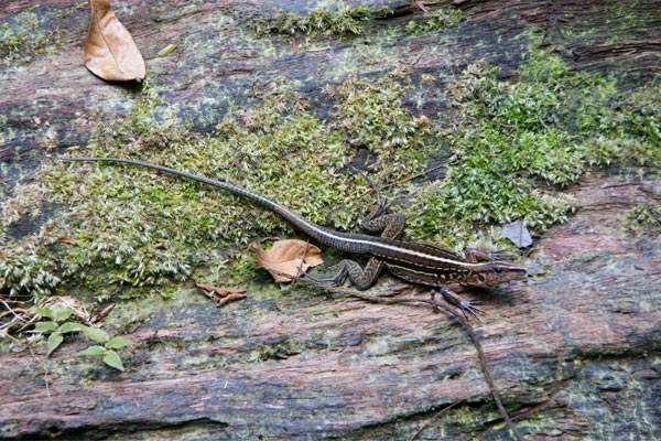 Central American Ameiva (Holcosus festivus)