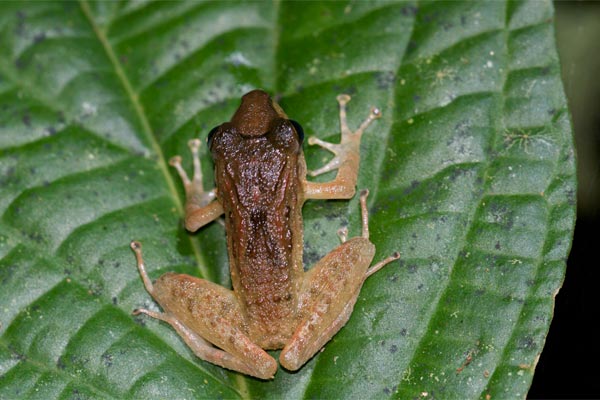 Common Rain Frog (Craugastor fitzingeri)