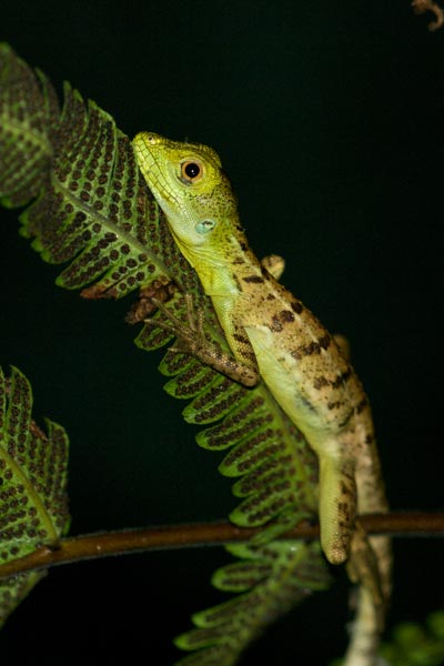 Emerald Basilisk (Basiliscus plumifrons)