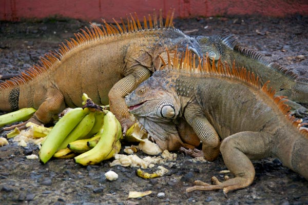 Green Iguana (Iguana iguana)