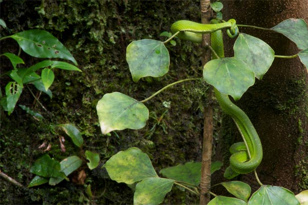 Side-striped Palm Pit Viper (Bothriechis lateralis)