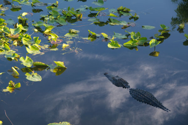 American Alligator (Alligator mississippiensis)