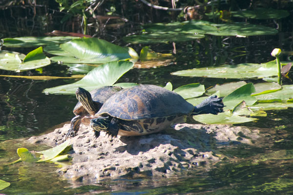 Florida Red-bellied Cooter (Pseudemys nelsoni)