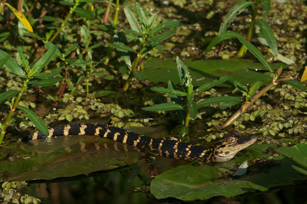 American Alligator (Alligator mississippiensis)