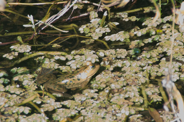 Pig Frog (Lithobates grylio)