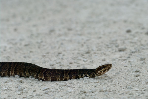 Florida Cottonmouth (Agkistrodon conanti)