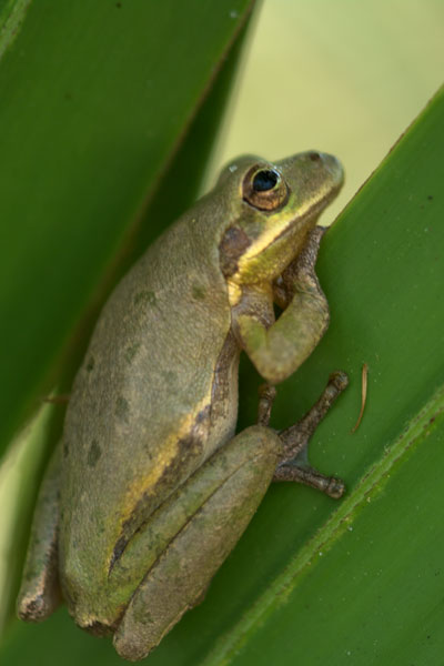 Squirrel Treefrog (Hyla squirella)