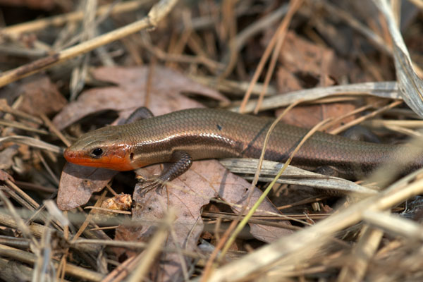 Common Five-lined Skink (Plestiodon fasciatus)