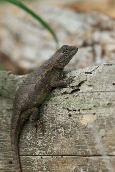 Prairie Lizard (Sceloporus consobrinus)