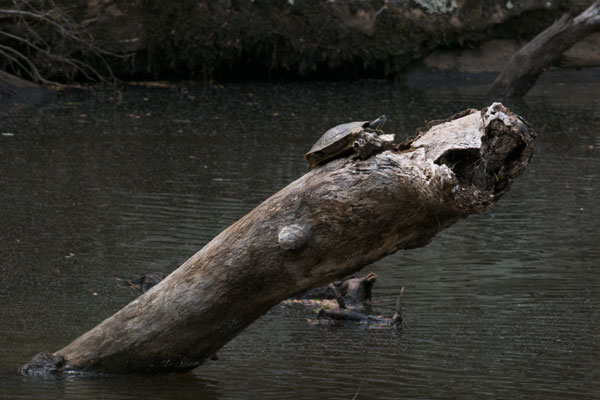 Red-eared Slider (Trachemys scripta elegans)