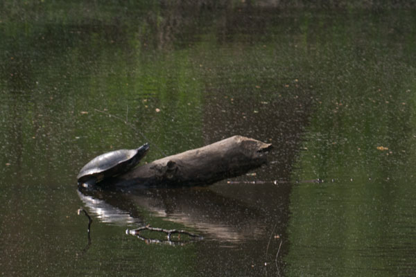 Southern Painted Turtle (Chrysemys dorsalis)