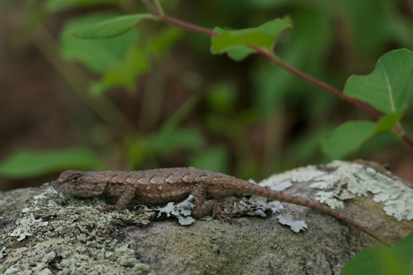 Prairie Lizard (Sceloporus consobrinus)