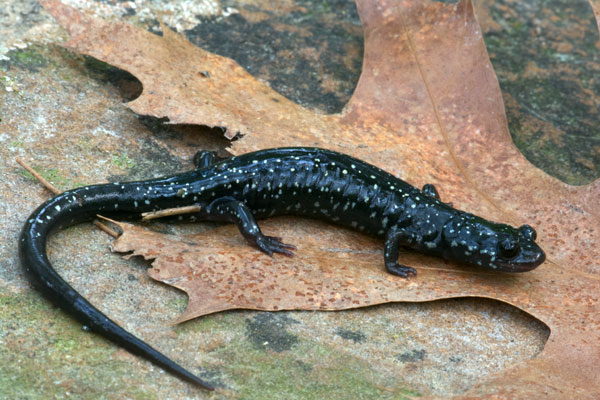 Western Slimy Salamander (Plethodon albagula)