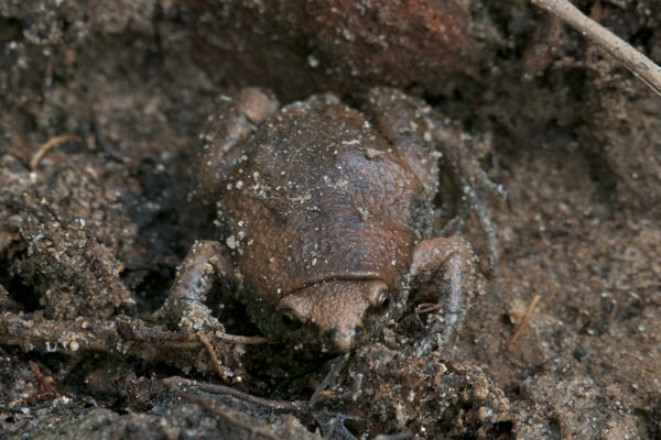 Eastern Narrow-mouthed Toad (Gastrophryne carolinensis)