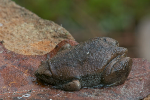 Eastern Narrow-mouthed Toad (Gastrophryne carolinensis)