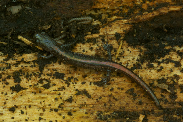 Ozark Zigzag Salamander (Plethodon angusticlavius)